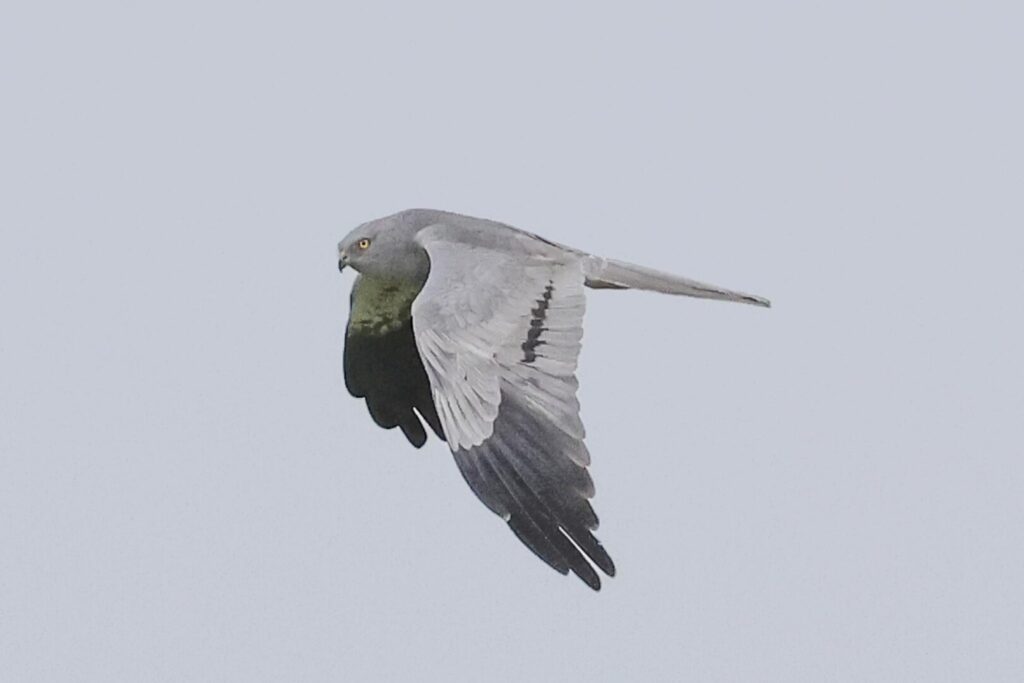 Montagu's Harrier