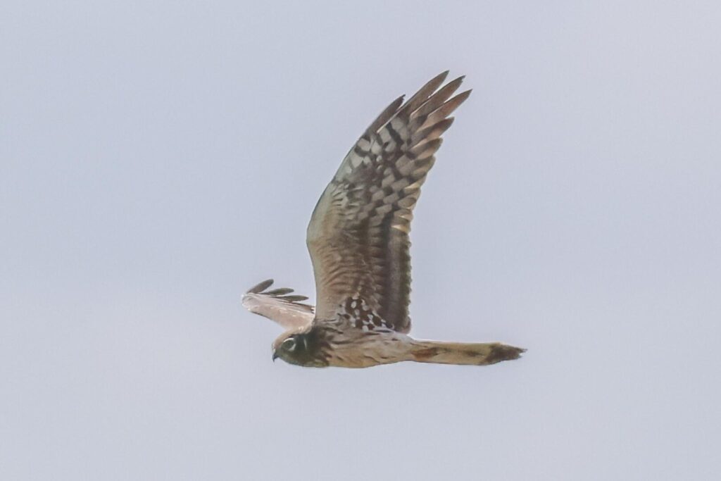 Montagu's Harrier