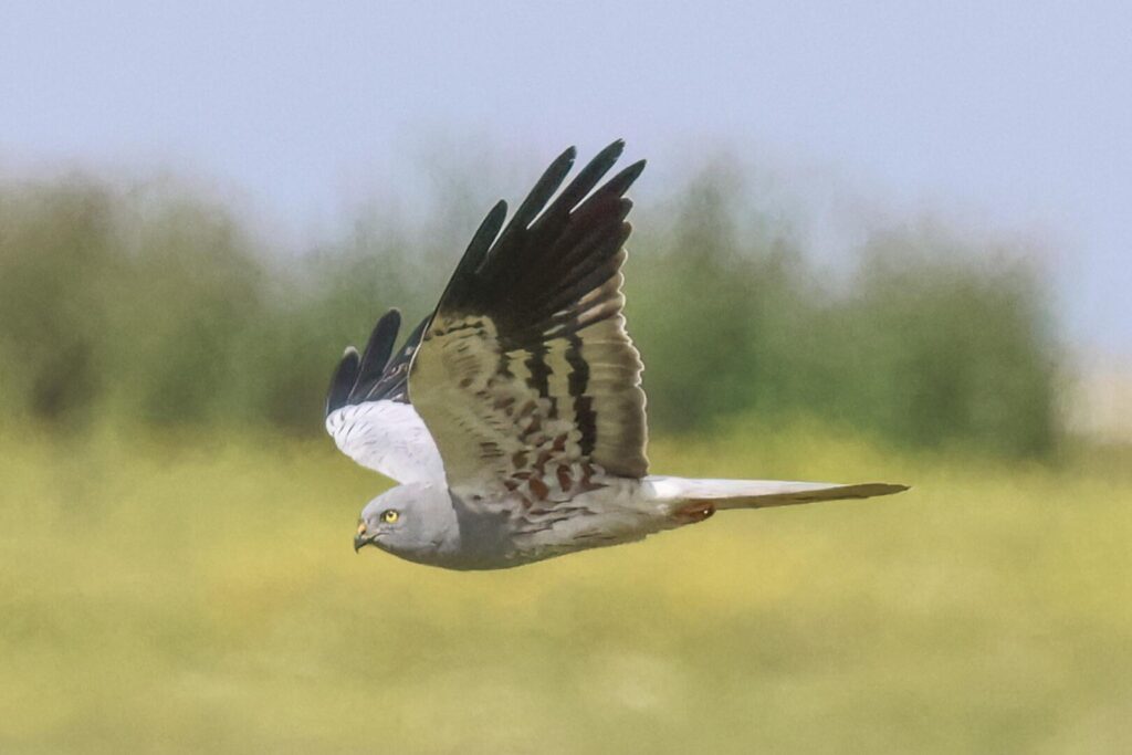 Montagu's Harrier