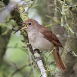 Nightingale