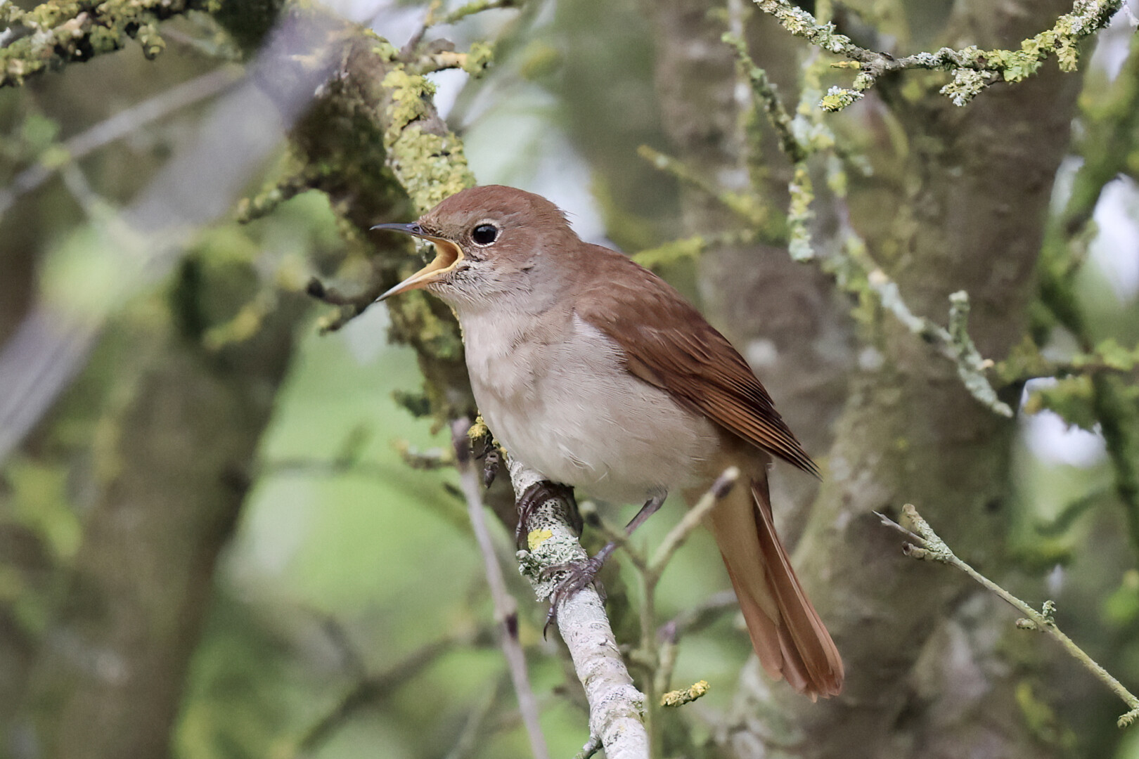 Nightingale