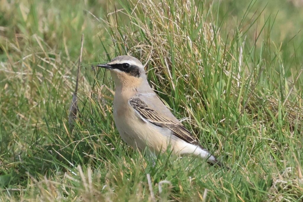 Northern Wheatear