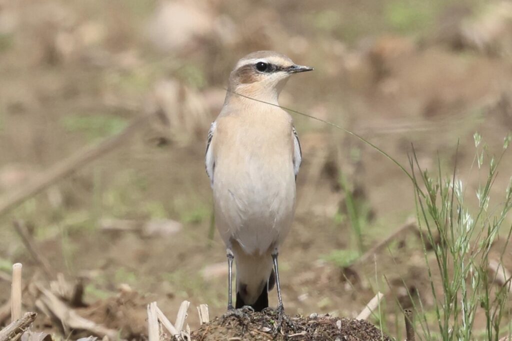 Northern Wheatear