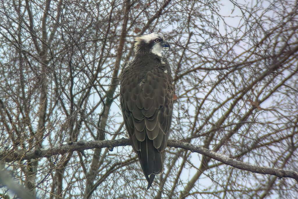 Osprey