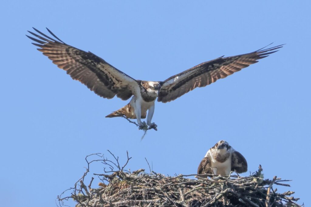 Ospreys