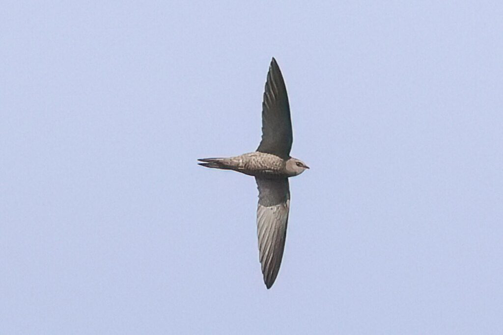 Pallid Swift
