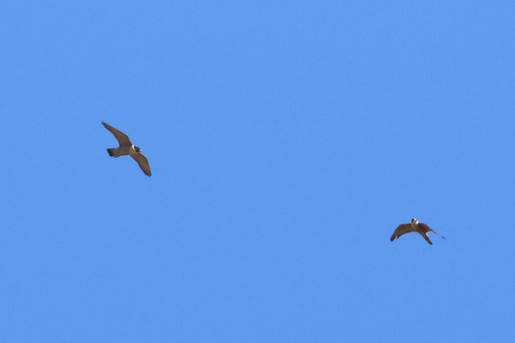 Peregrines