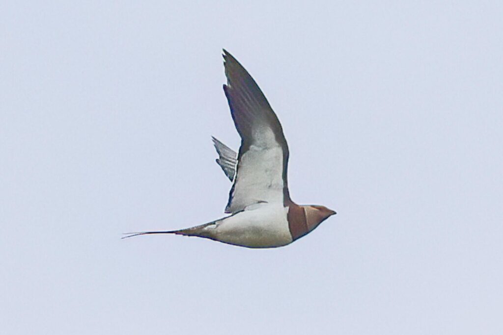 Pin-tailed Sandgrouse