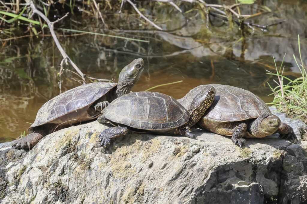 Pond Turtles