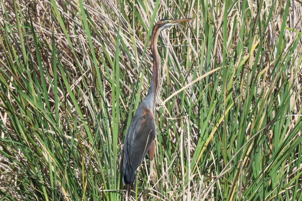 Purple Heron