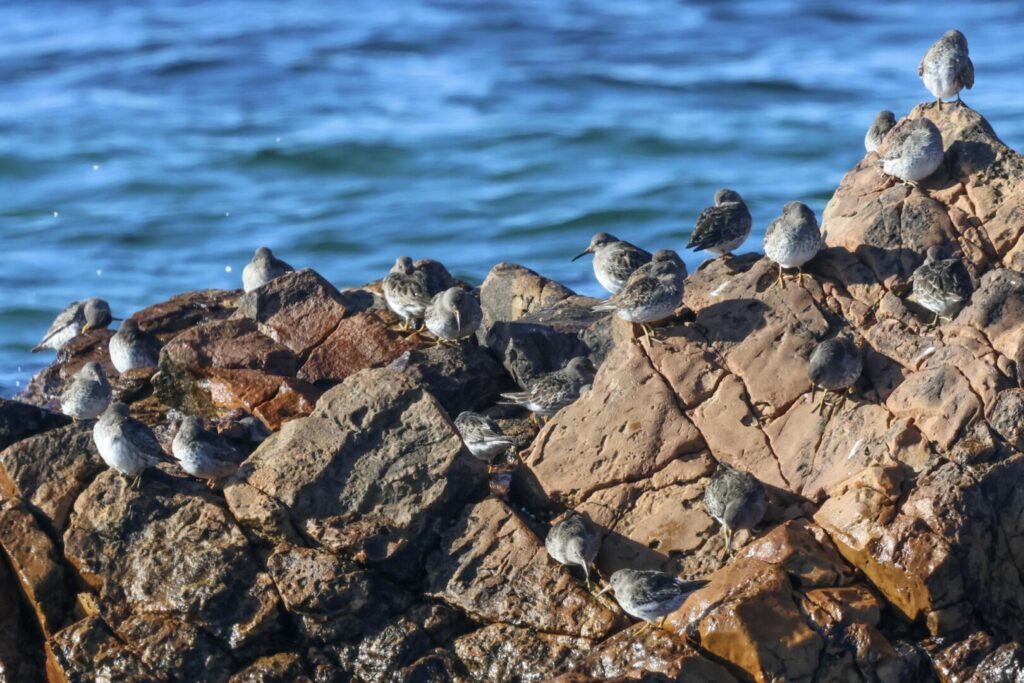 Purple Sandpipers