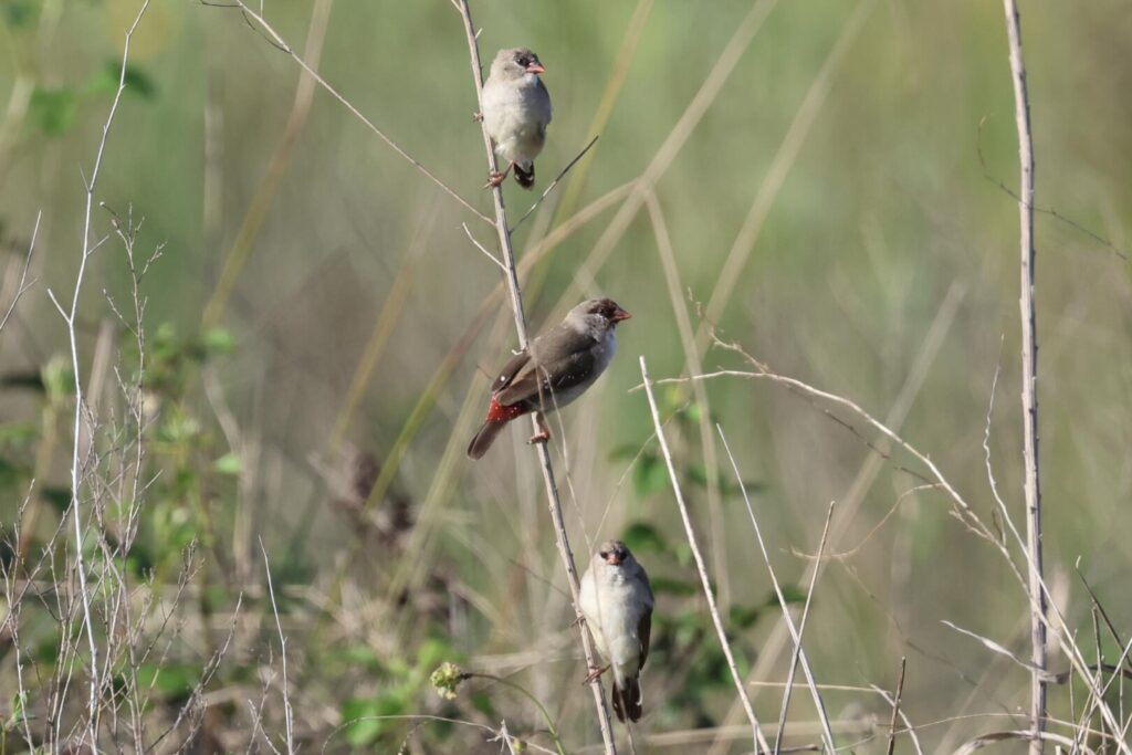 Red Avadavats