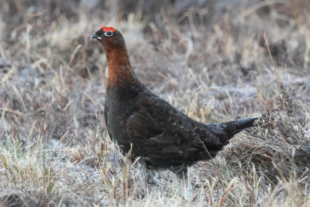 Red Grouse