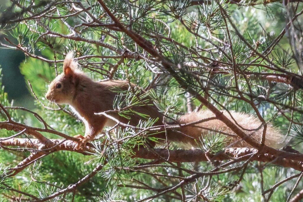 Red Squirrel