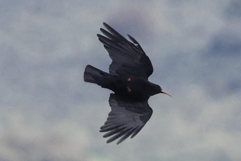 Red-billed Chough