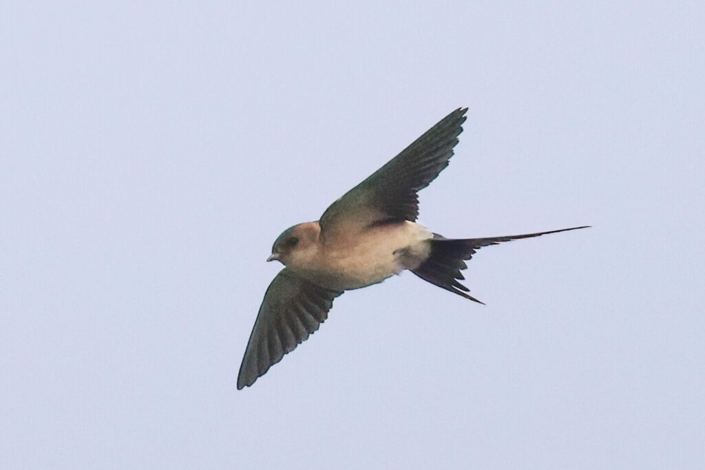 Red-rumped Swallow