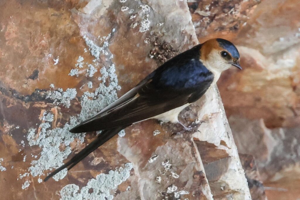 Red-rumped Swallow