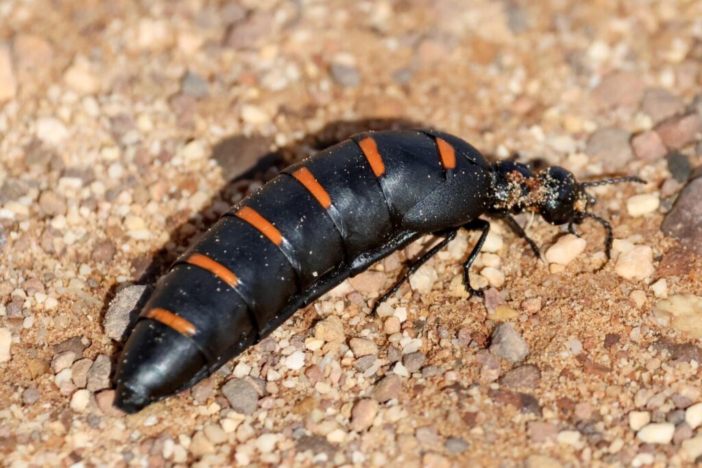 Red-striped Oil Beetle