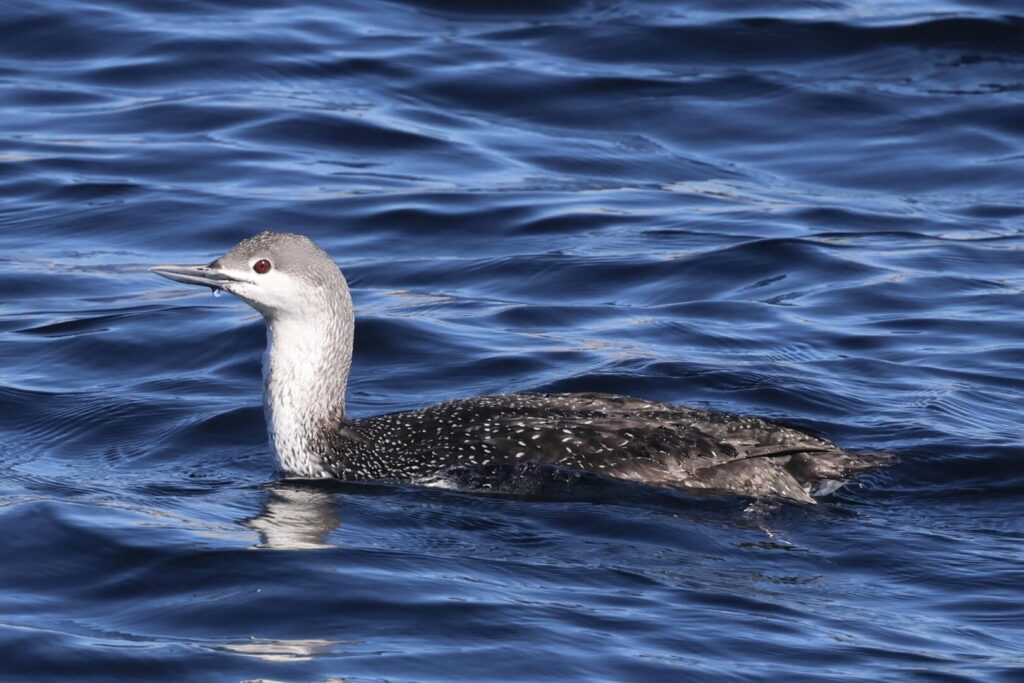 Red-throated Diver