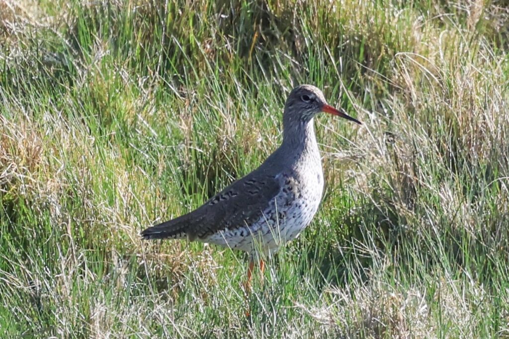 Redshank
