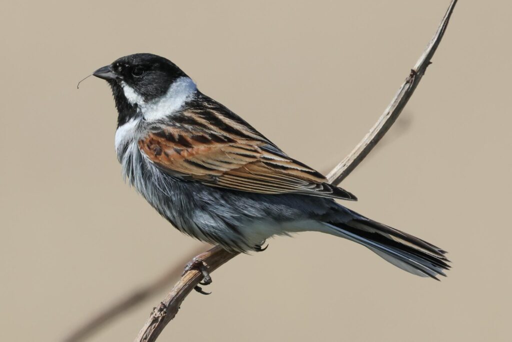 Reed Bunting