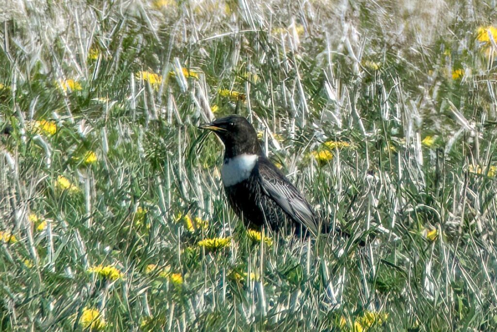 Ring Ouzel