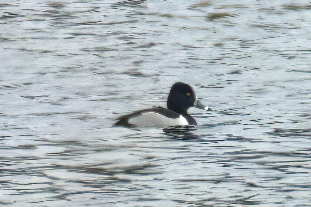 Ring-necked Duck