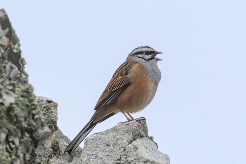 Rock Bunting