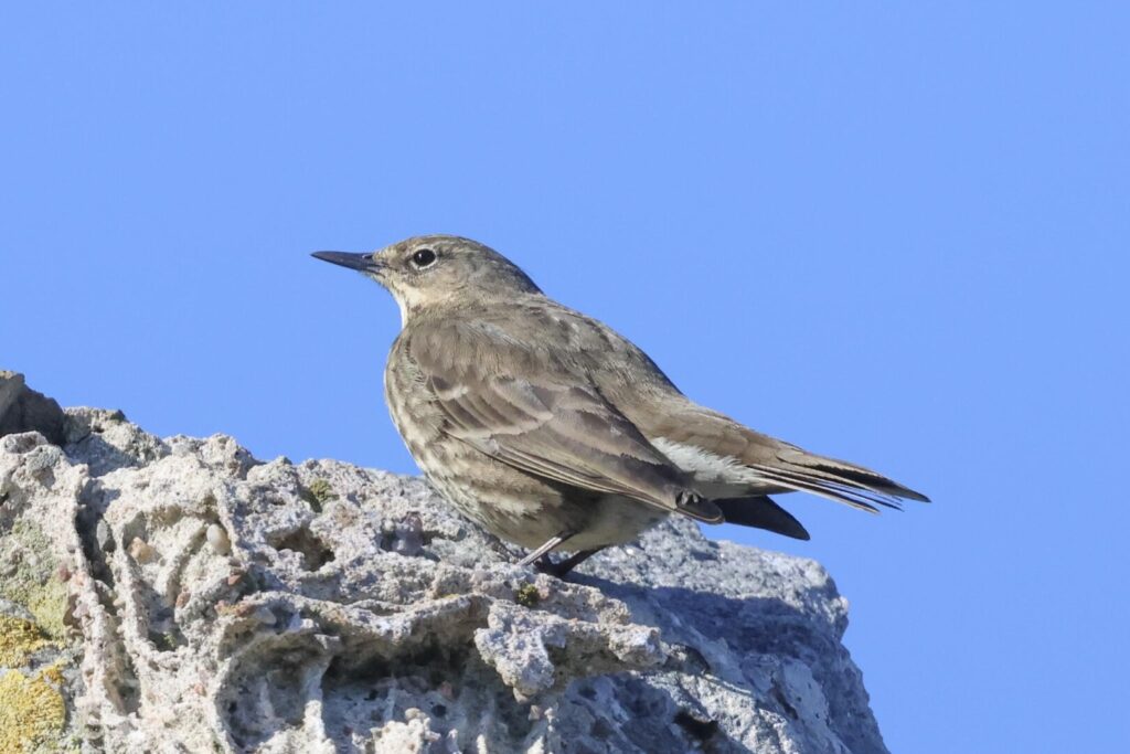 Rock Pipit