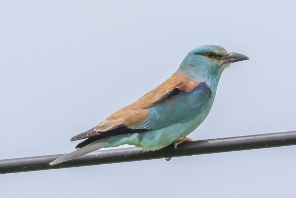 Roller