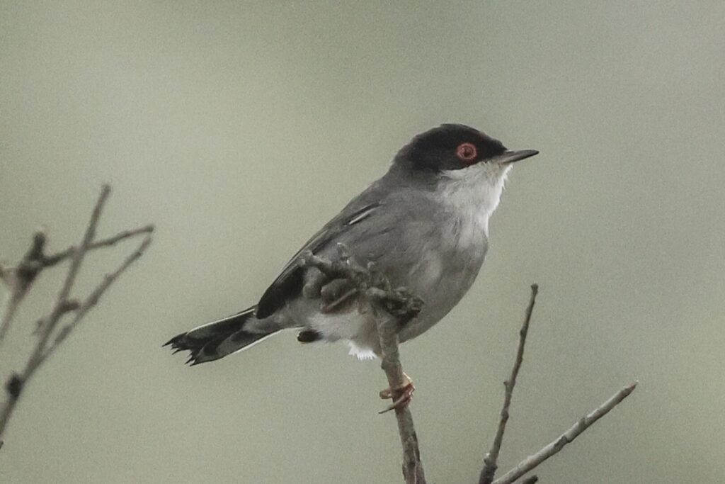 Sardinian Warbler