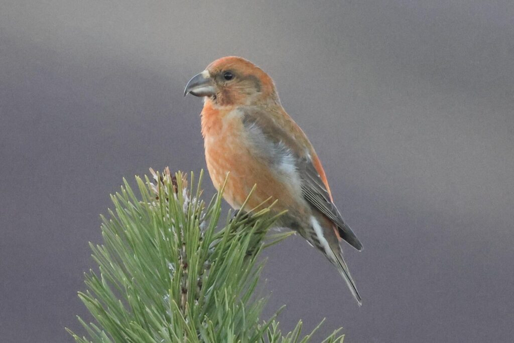 Scottish Crossbill