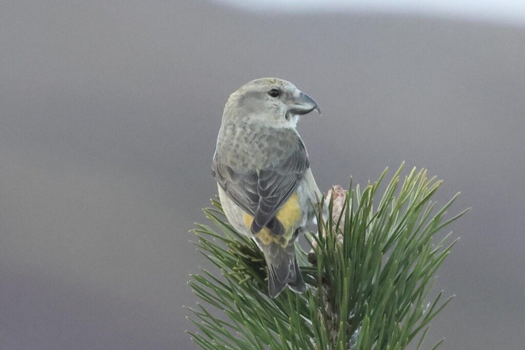 Scottish Crossbill