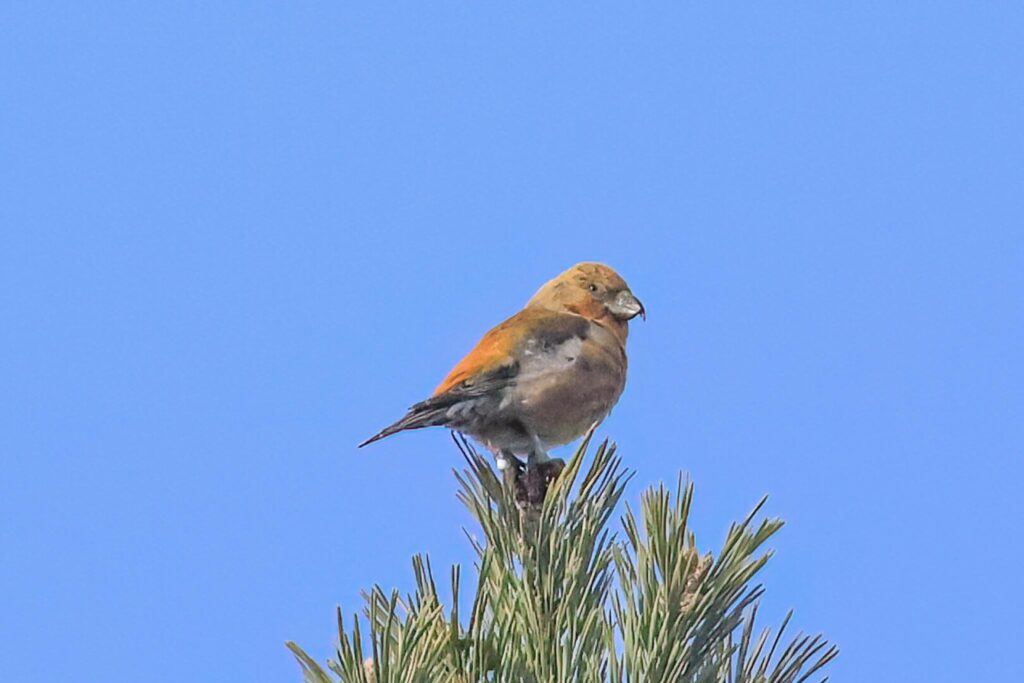 Scottish Crossbill