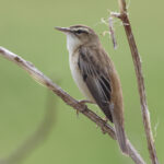 Sedge Warbler