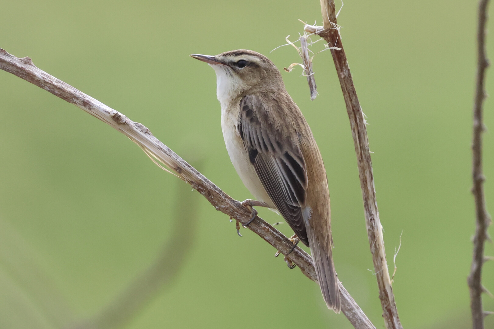Sedge Warbler