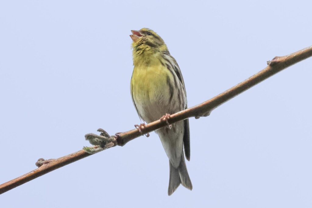 Serin