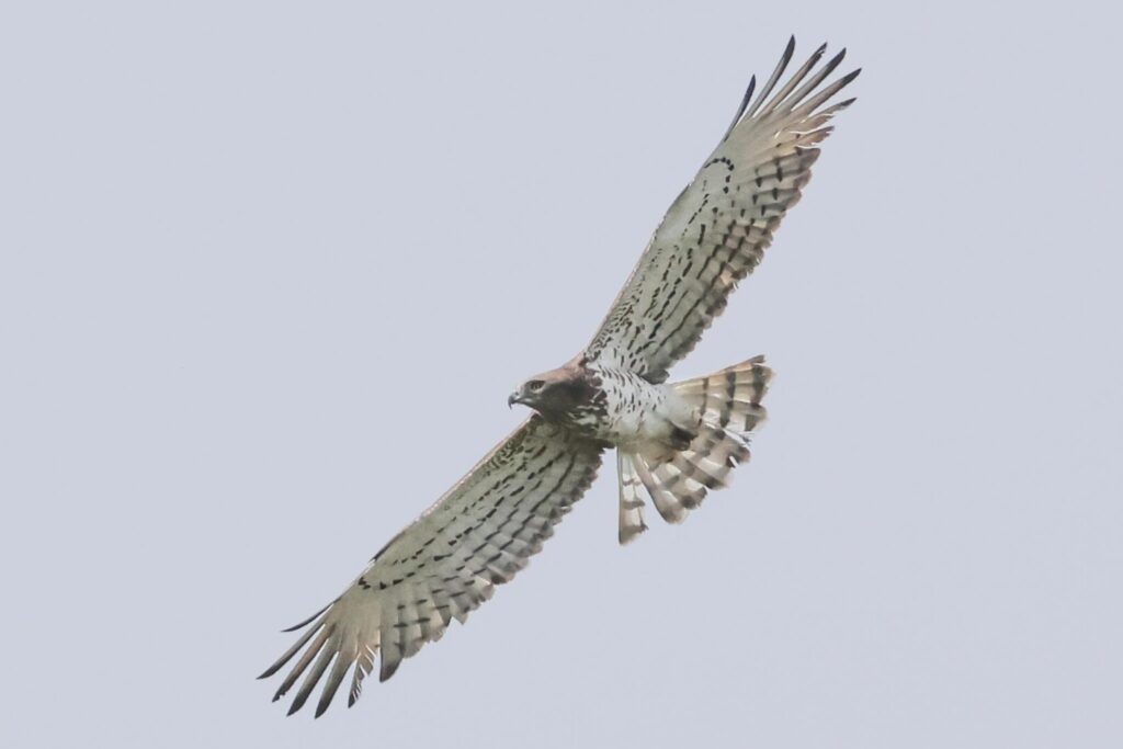 Short-toed Eagle
