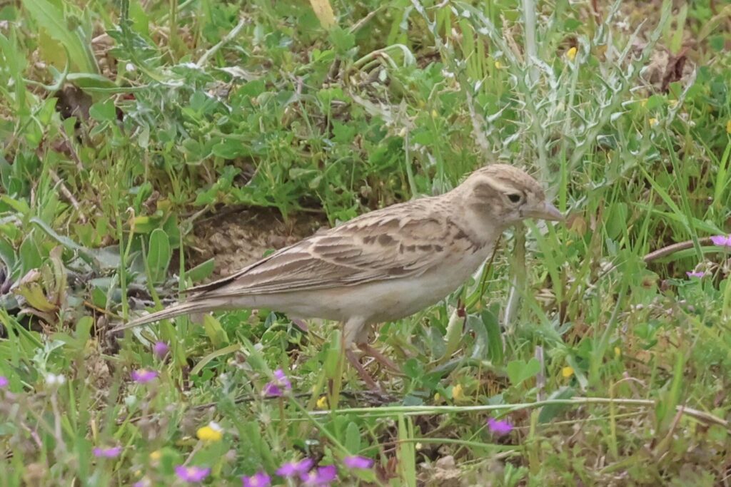 Short-toed Lark