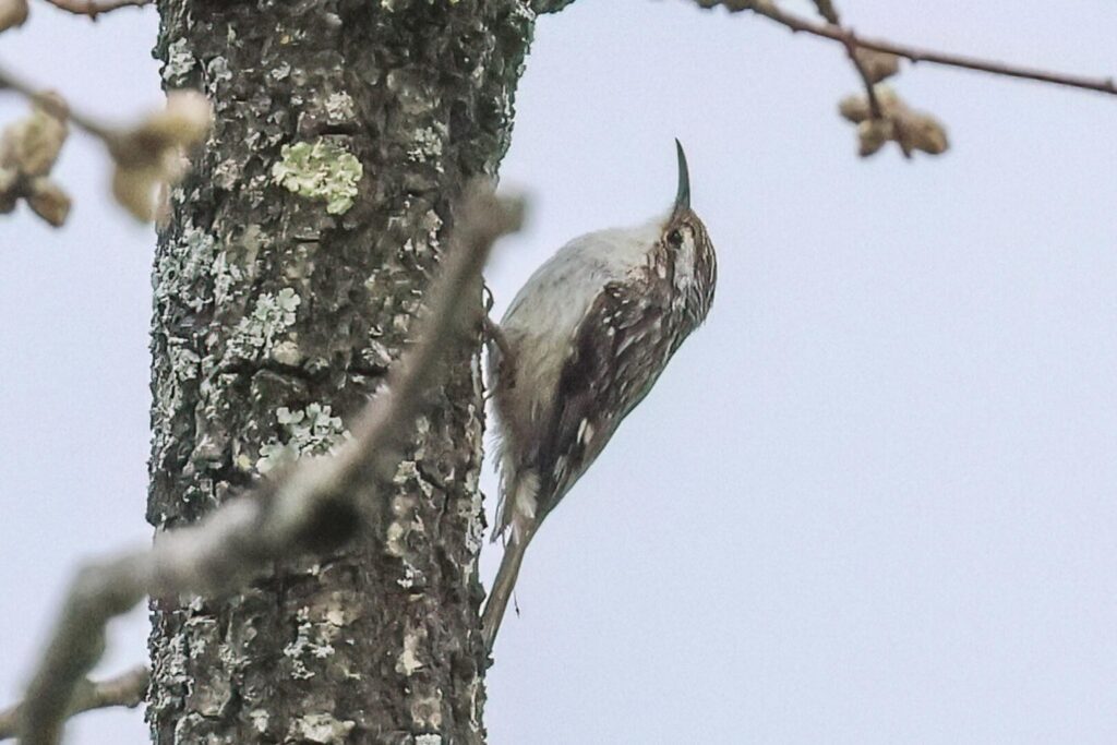 Short-toed Treecreeper