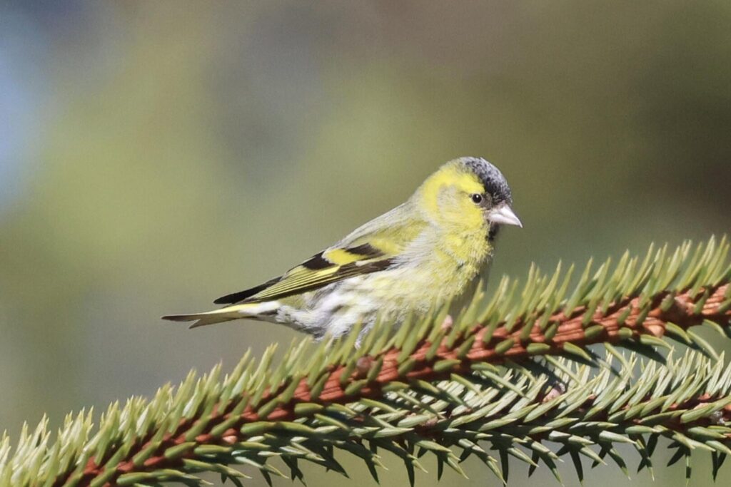 Siskin