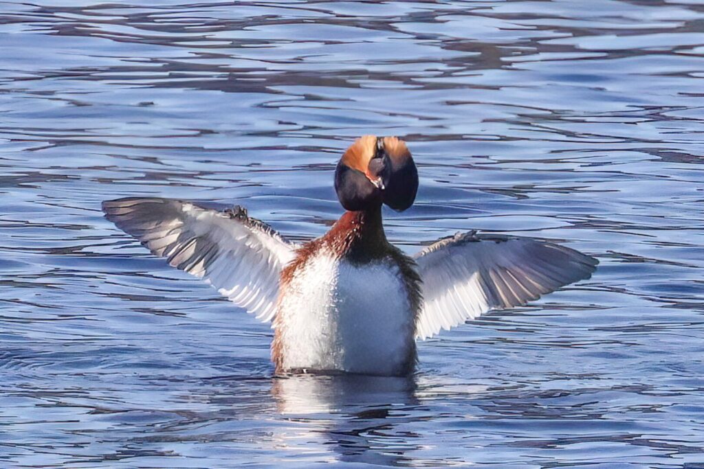 Slavonian Grebe