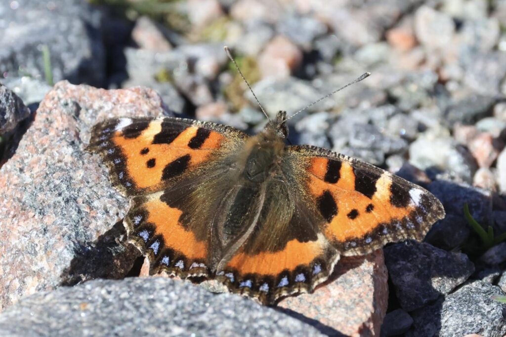Small Tortoiseshell
