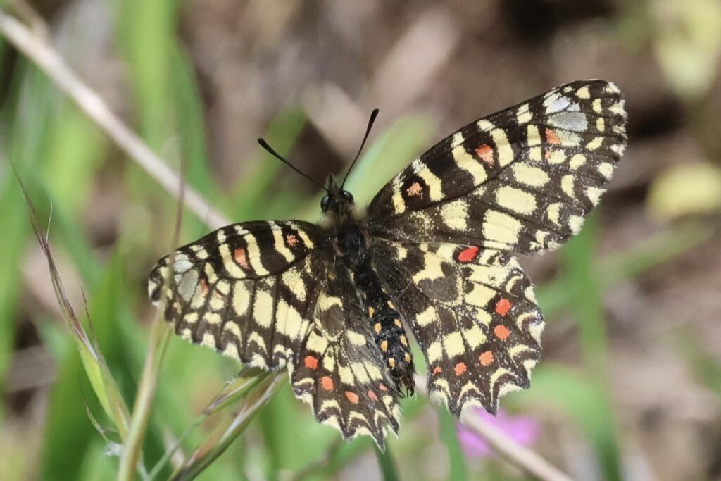 Spanish Festoon