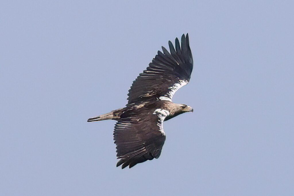 Spanish Imperial Eagle