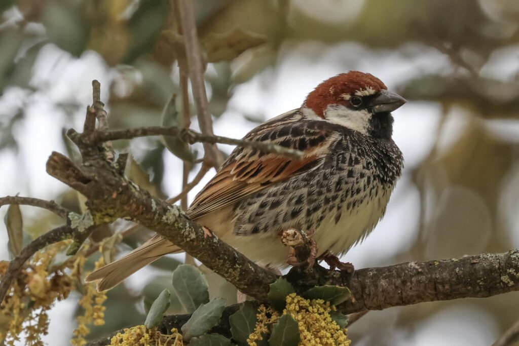 Spanish Sparrow
