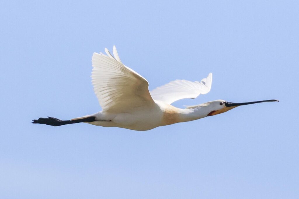 Spoonbill