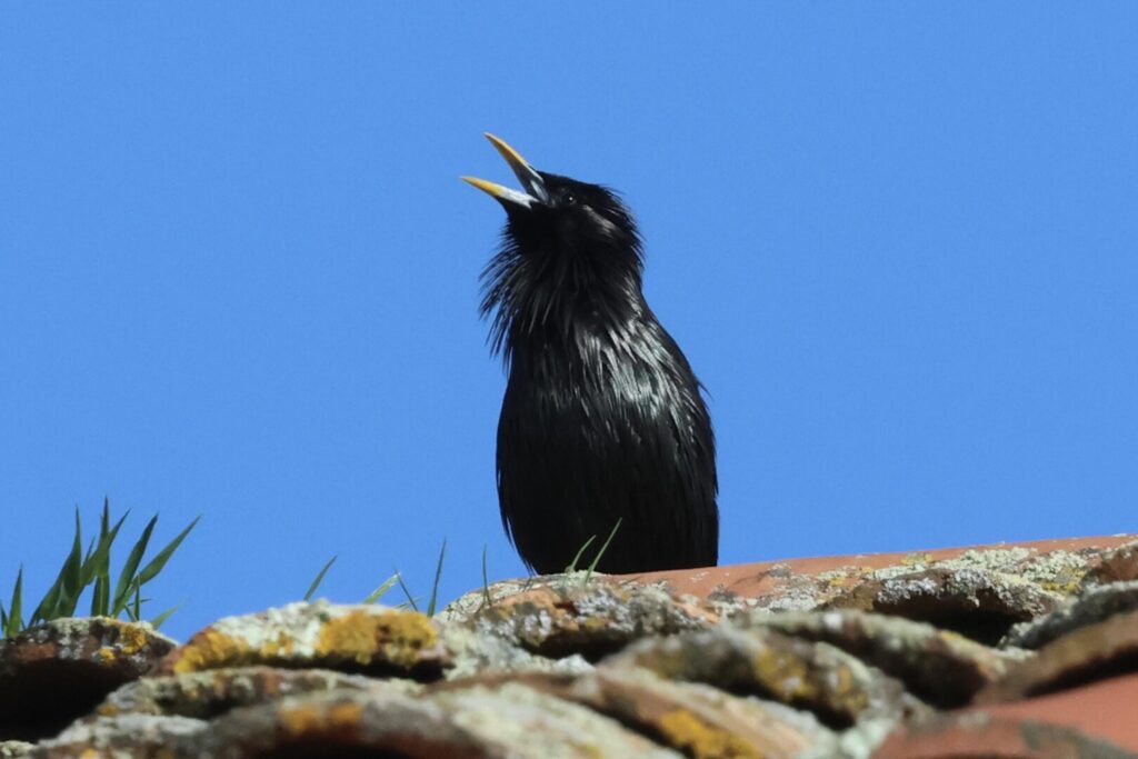 Spotless Starling