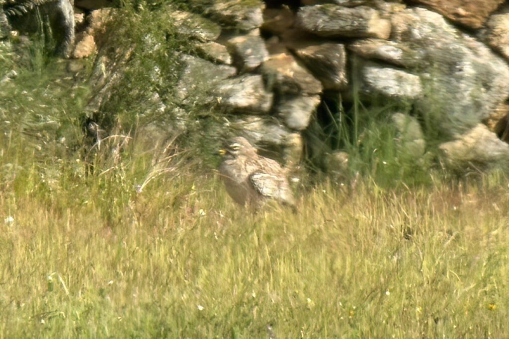 Stone Curlew