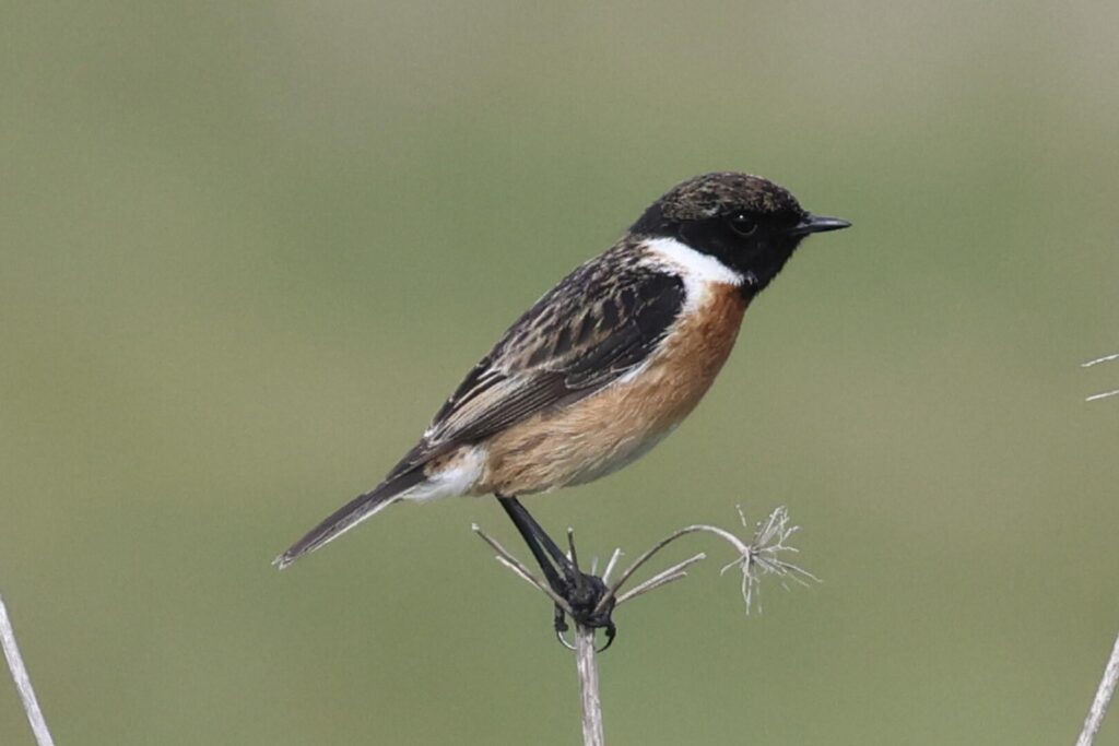 Stonechat